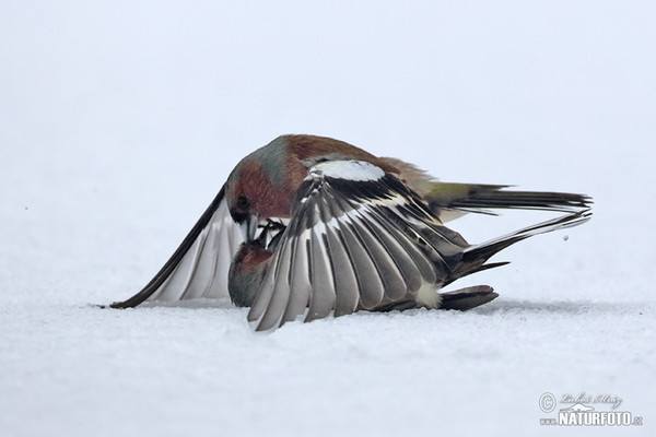 Chaffinch (Fringilla coelebs)