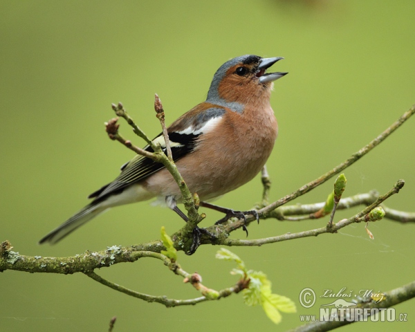 Chaffinch (Fringilla coelebs)