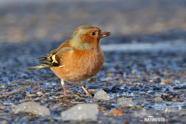 Chaffinch (Fringilla coelebs)