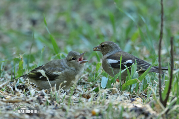 Chaffinch (Fringilla coelebs)