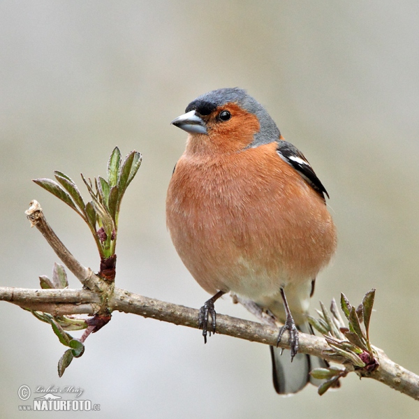 Chaffinch (Fringilla coelebs)