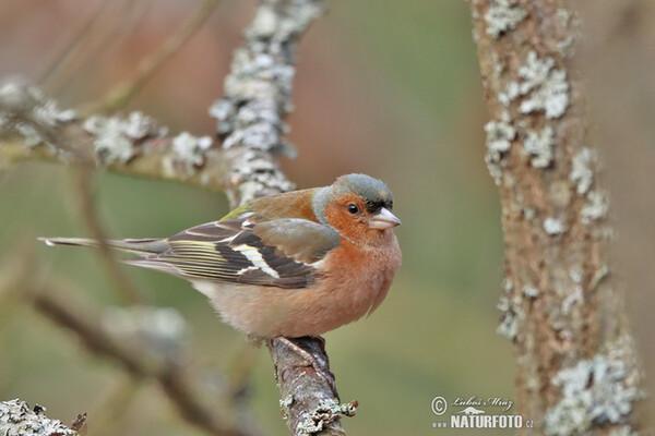 Chaffinch (Fringilla coelebs)