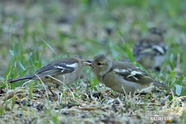 Chaffinch (Fringilla coelebs)