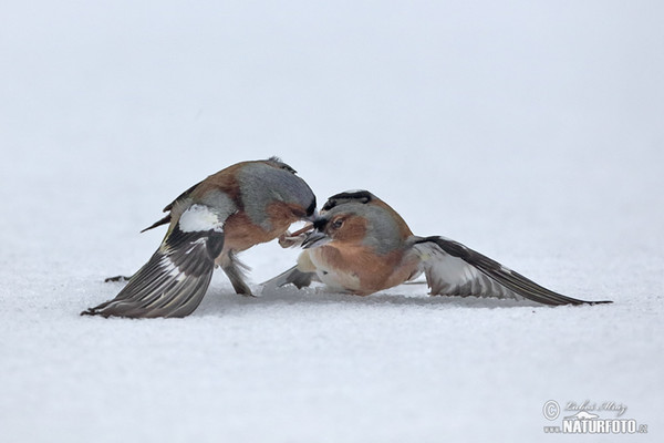 Chaffinch (Fringilla coelebs)