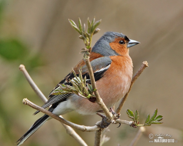 Chaffinch (Fringilla coelebs)