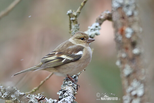 Chaffinch (Fringilla coelebs)