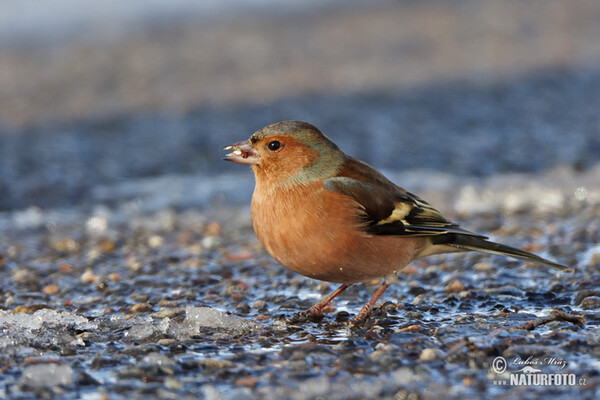 Chaffinch (Fringilla coelebs)