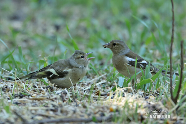 Chaffinch (Fringilla coelebs)