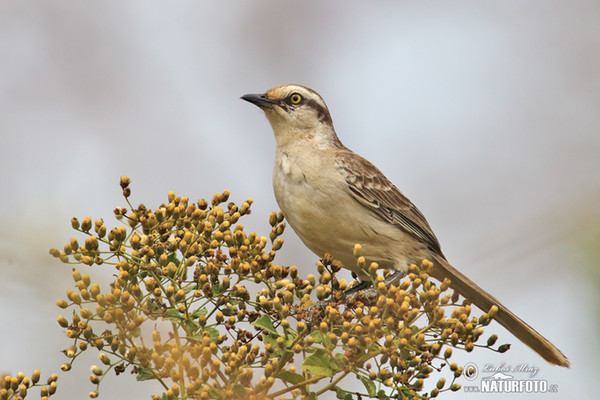 Chalk-browed Mockingbird (Mimus saturninus)