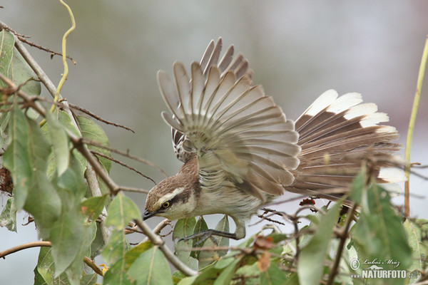 Chalk-browed Mockingbird (Mimus saturninus)