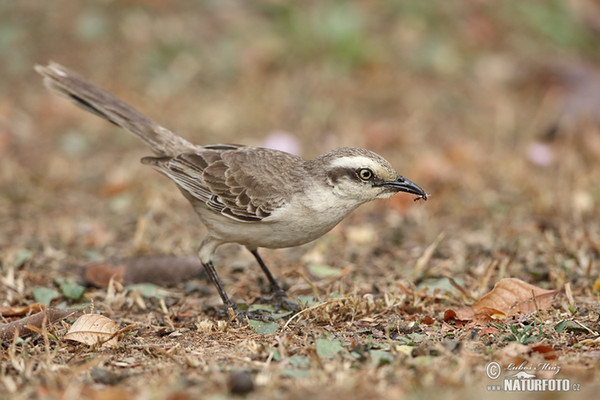 Chalk-browed Mockingbird (Mimus saturninus)