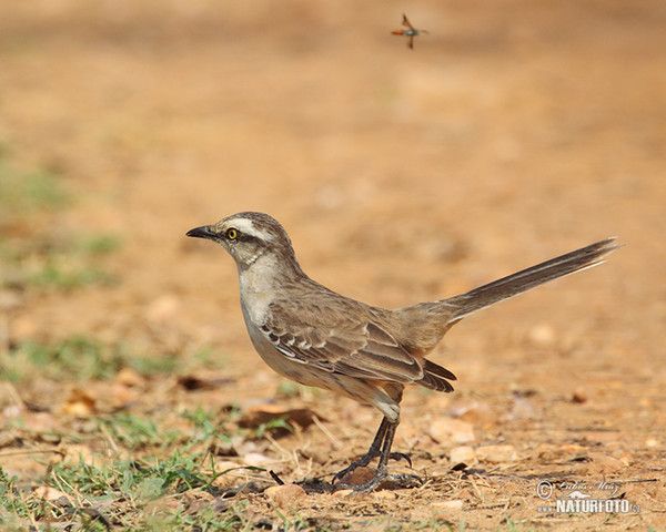 Chalk-browed Mockingbird (Mimus saturninus)