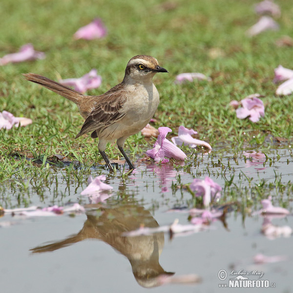 Chalk-browed Mockingbird (Mimus saturninus)