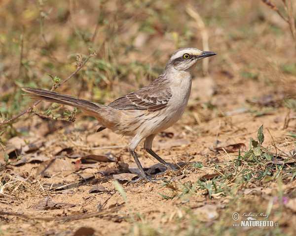 Chalk-browed Mockingbird (Mimus saturninus)