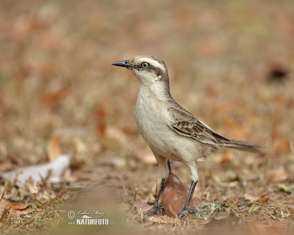 Chalk-browed Mockingbird (Mimus saturninus)