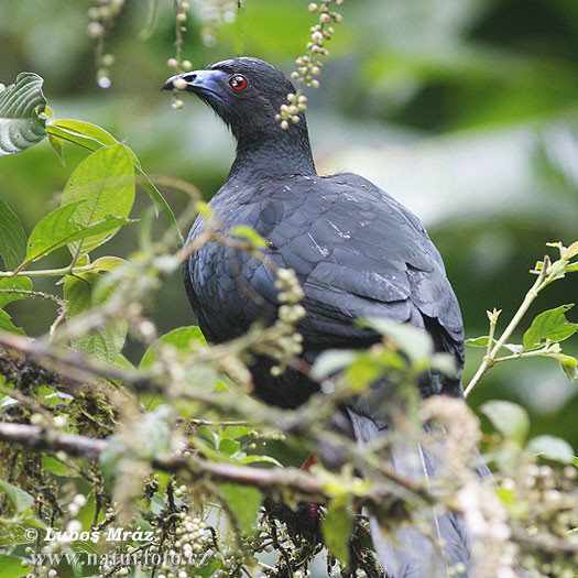 Chamaepetes unicolor