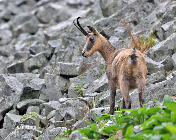 Chamois (Rupicapra rupicapra)