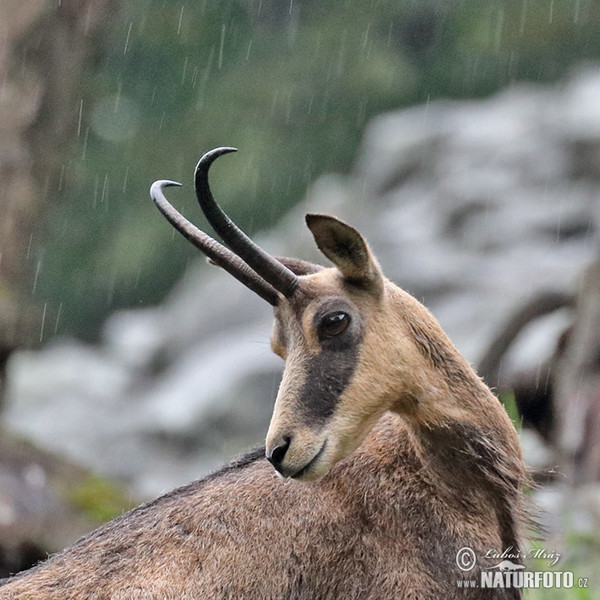 Chamois (Rupicapra rupicapra)