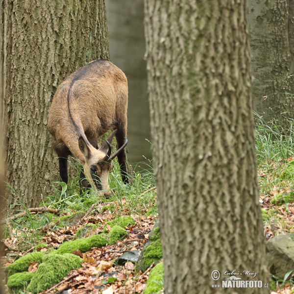 Chamois (Rupicapra rupicapra)