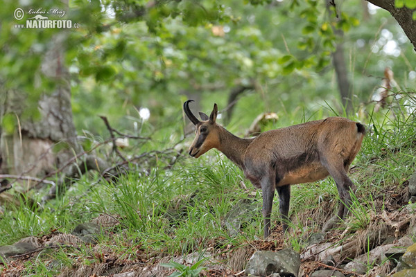 Chamois (Rupicapra rupicapra)