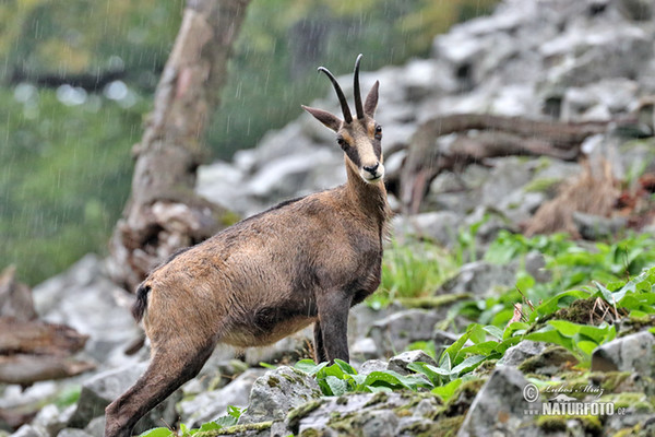 Chamois (Rupicapra rupicapra)