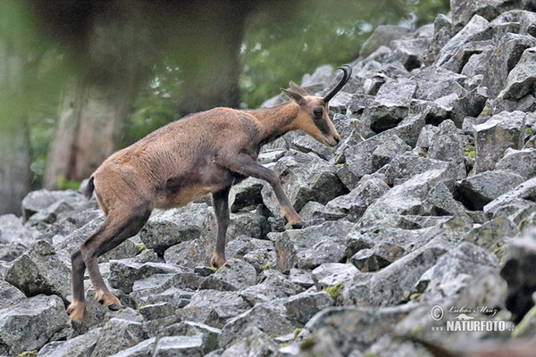 Chamois (Rupicapra rupicapra)