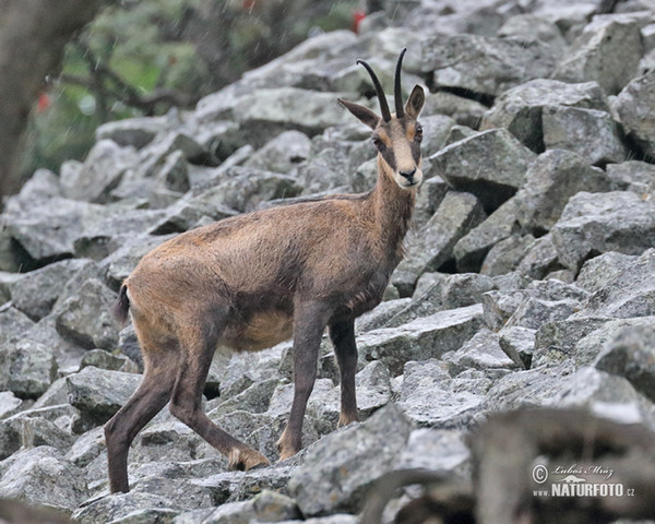 Chamois (Rupicapra rupicapra)