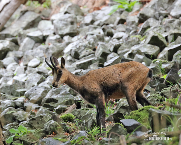 Chamois (Rupicapra rupicapra)