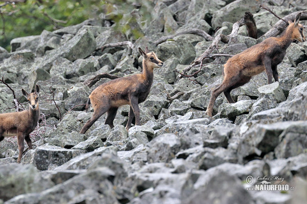 Chamois (Rupicapra rupicapra)