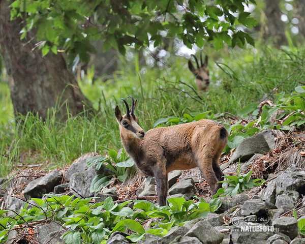 Chamois (Rupicapra rupicapra)