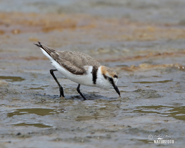 Charadrius alexandrinus