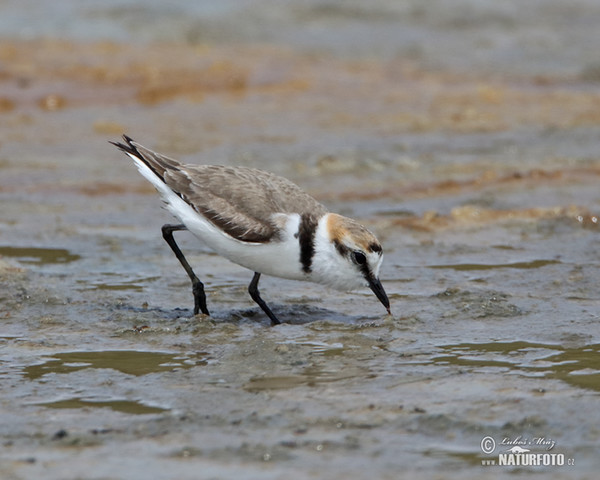 Charadrius alexandrinus