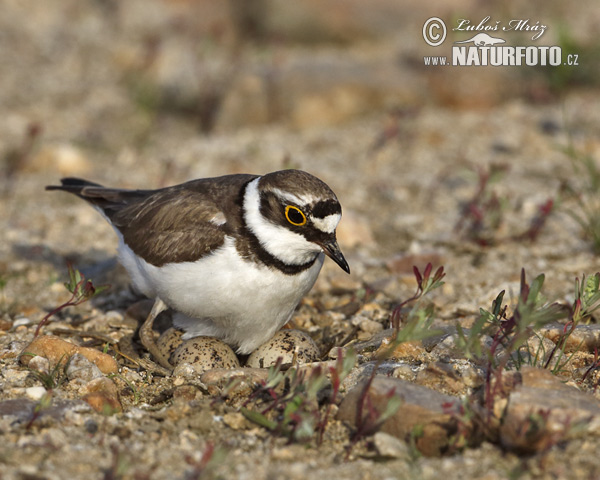 Charadrius dubius