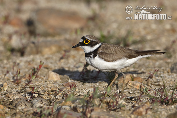 Charadrius dubius