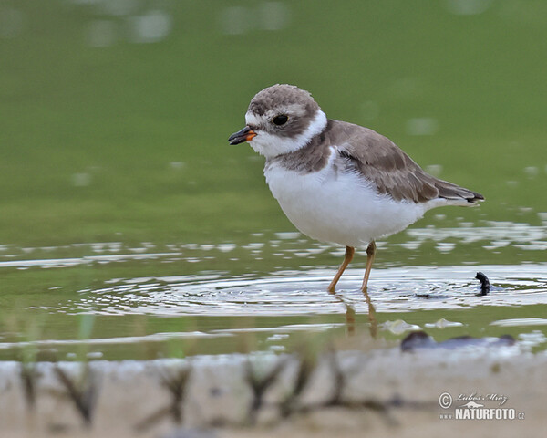 Charadrius semipalmatus