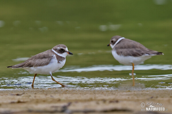 Charadrius semipalmatus