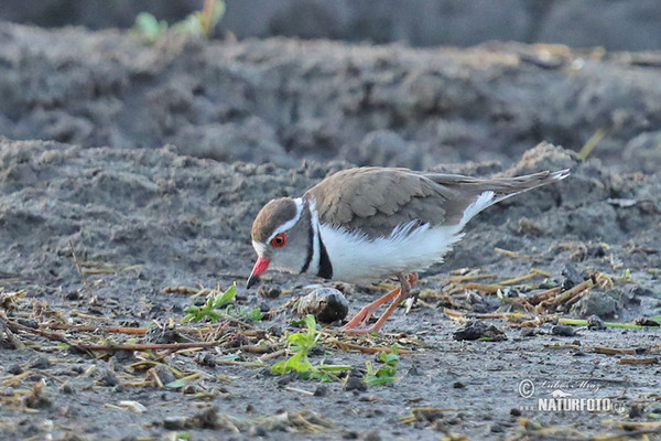 Charadrius tricollaris