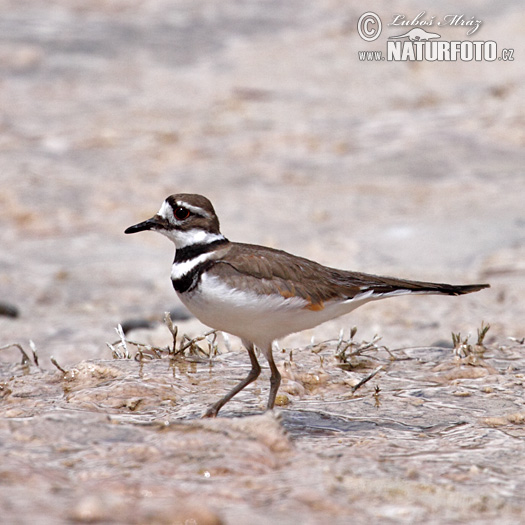 Charadrius vociferus