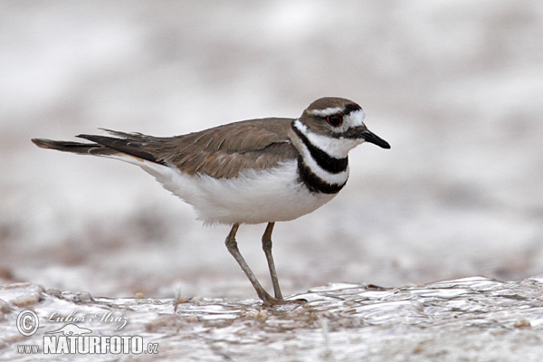 Charadrius vociferus