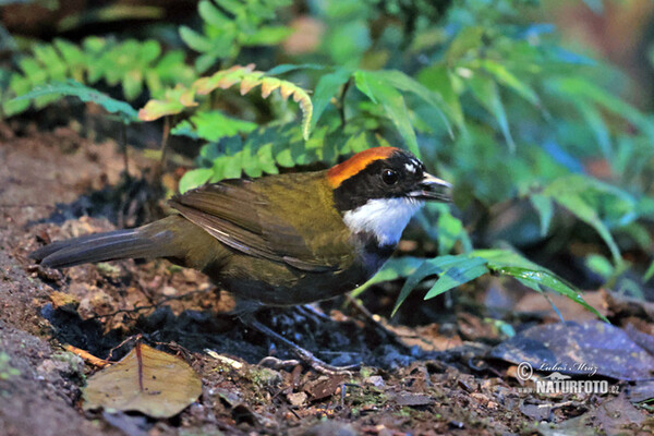 Chestnut-capped Brush-Finch (Arremon brunneinucha)