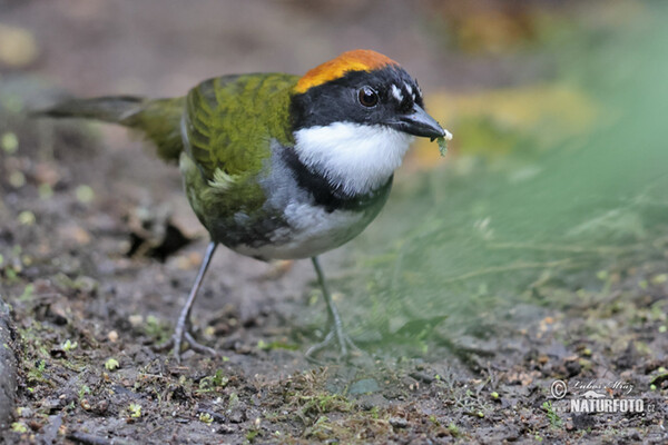 Chestnut-capped Brush-Finch (Arremon brunneinucha)