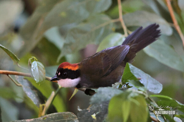 Chestnut-capped Brush-Finch (Arremon brunneinucha)