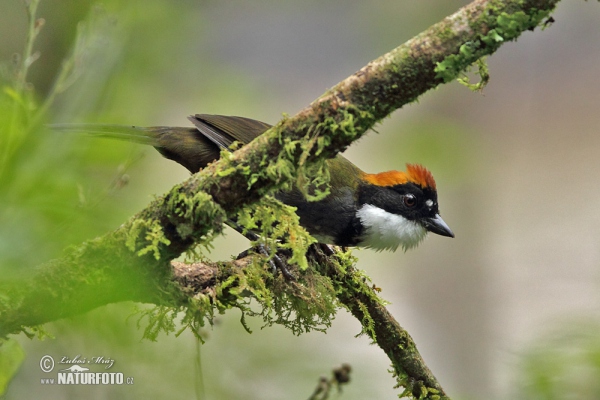 Chestnut-capped Brush-Finch (Arremon brunneinucha)