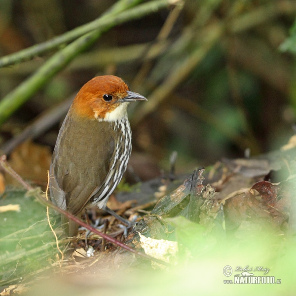 Chestnut-crowned Antpitta (Grallaria ruficapilla)