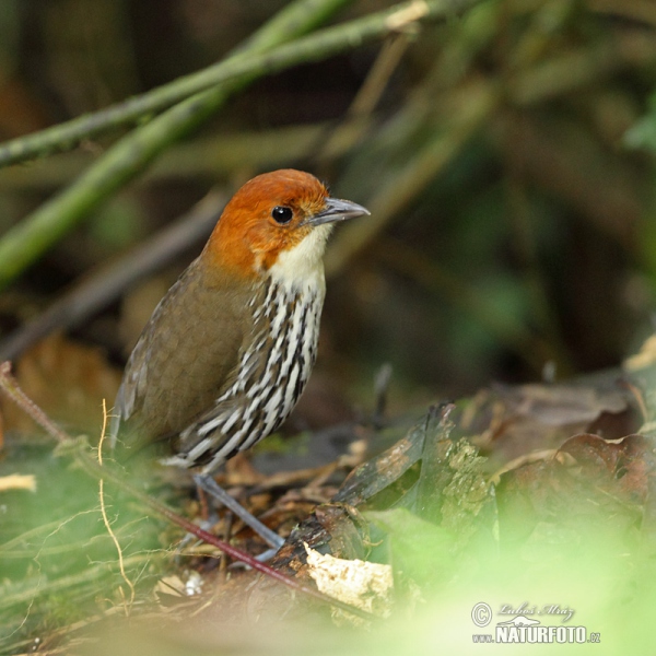 Chestnut-crowned Antpitta (Grallaria ruficapilla)