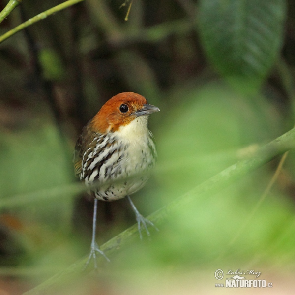 Chestnut-crowned Antpitta (Grallaria ruficapilla)