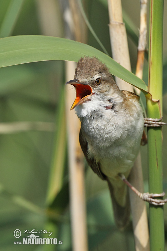 Chích sậy lớn