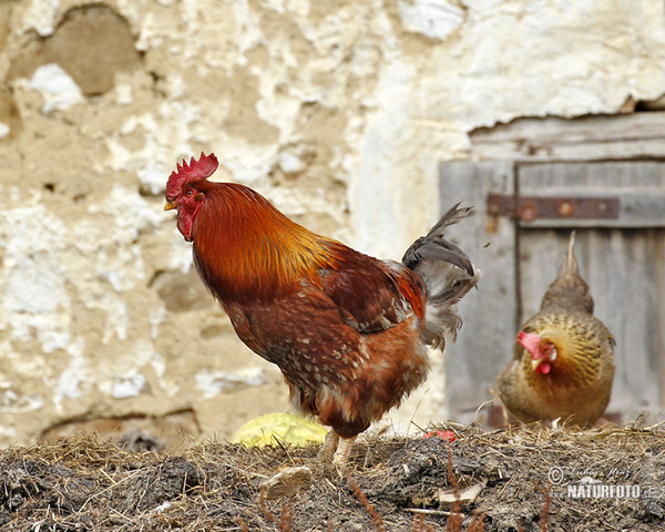 Chicken (Gallus domesticus)