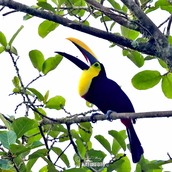 Choco Toucan (Ramphastos brevis)