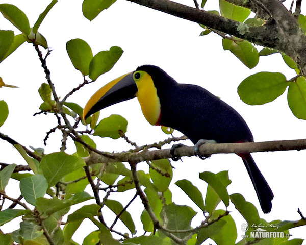 Choco Toucan (Ramphastos brevis)